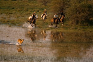 Dovolená na koni: Okavango Horse Safaris