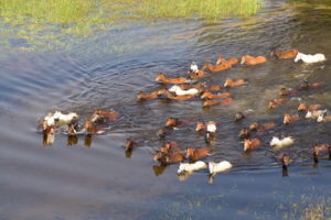 Dovolená na koni: Okavango Horse Safaris