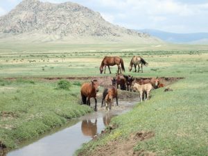 Dovolená na koni: Poušť Gobi – Údolí Orkhon – Park Naiman Nuur