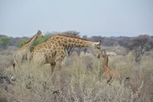 Dovolená na koni: Kambaku Safari Lodge