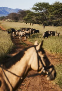 Dovolená na koni: Kambaku Safari Lodge