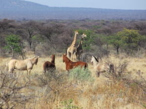 Dovolená na koni: Kambaku Safari Lodge