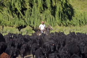 Dovolená na koni: Los Potreros