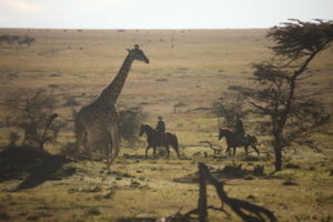 Dovolená na koni: Masai Mara Unlimited