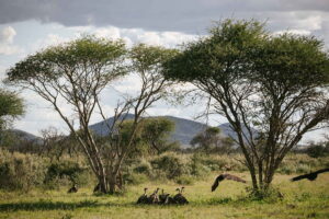 Dovolená na koni: Kambaku Safari Lodge