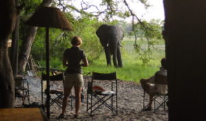 Dovolená na koni: Okavango Horse Safaris