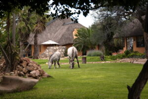 Dovolená na koni: Kambaku Safari Lodge