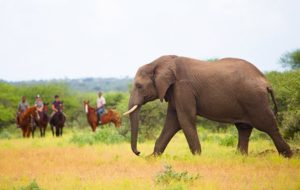 Dovolená na koni: African Explorer