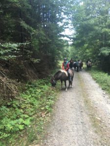 Dovolená na koni: Islandští koně a karpatská divočina – hvězdicovité výlety