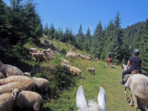 Dovolená na koni: Red Lake Trail