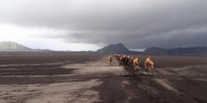 Dovolená na koni: Prohlídka Landmannalaugaru