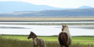 Dovolená na koni: Černá pláž a další perly Islandu