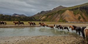 Dovolená na koni: Prohlídka Landmannalaugaru