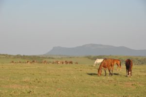 Dovolená na koni: Seregenti Trail – Migrace