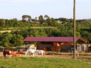 Reference: Cattle Drive