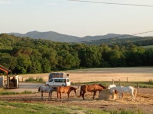 Reference: Cattle Drive