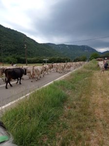 Reference: Cattle Drive