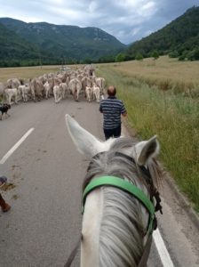 Reference: Cattle Drive