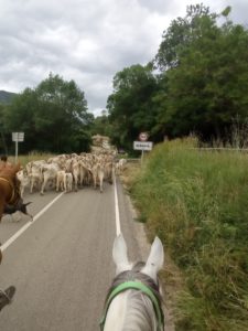 Reference: Cattle Drive