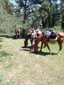 Reference: Cattle Drive