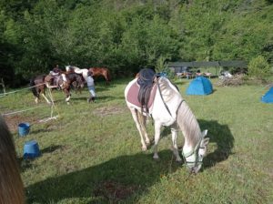 Reference: Cattle Drive