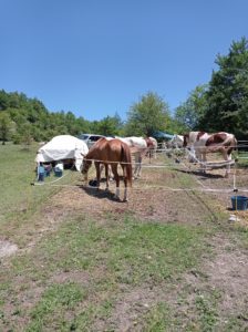 Reference: Cattle Drive