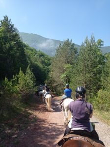 Reference: Cattle Drive