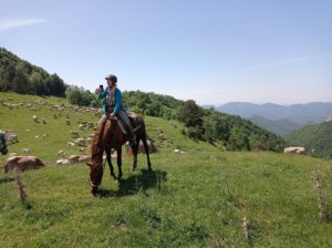 Reference: Cattle Drive