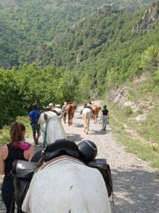 Reference: Cattle Drive