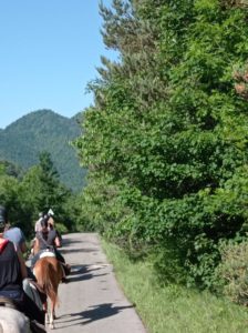 Reference: Cattle Drive