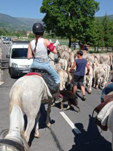 Reference: Cattle Drive