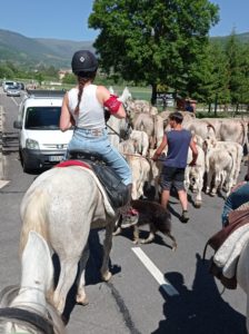 Reference: Cattle Drive