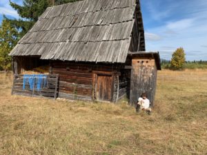 Reference: Izvoare islandské koně