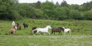 Dovolená na koni: Jízda na koňský trh Ballinasloe