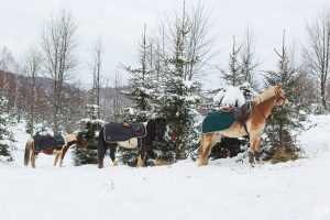Dovolená na koni: „Ride and Ski“