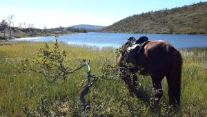 Dovolená na koni: Trail v divočině Laponska