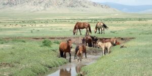 Dovolená na koni: Mongolsko Expres
